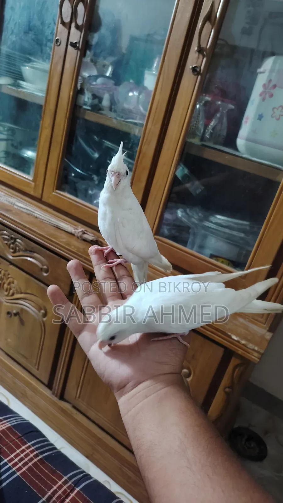 Albino Cockatiel Bird Super Tame + Talking