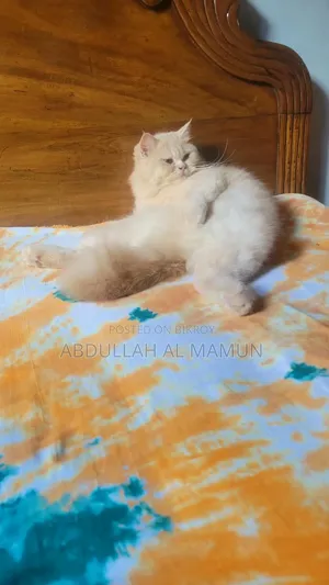 6-12 Months Female Purebred Persian