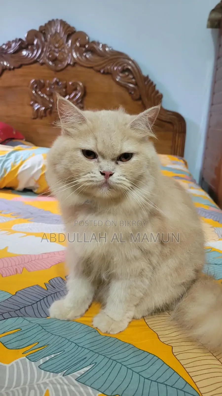 6-12 Months Female Purebred Persian