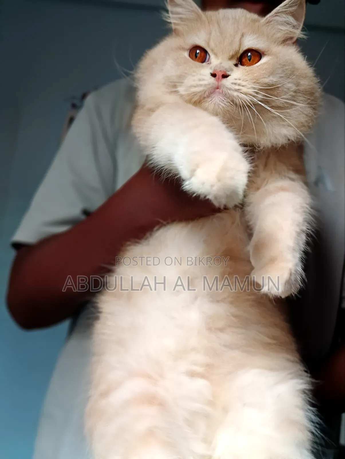 6-12 Months Female Purebred Persian