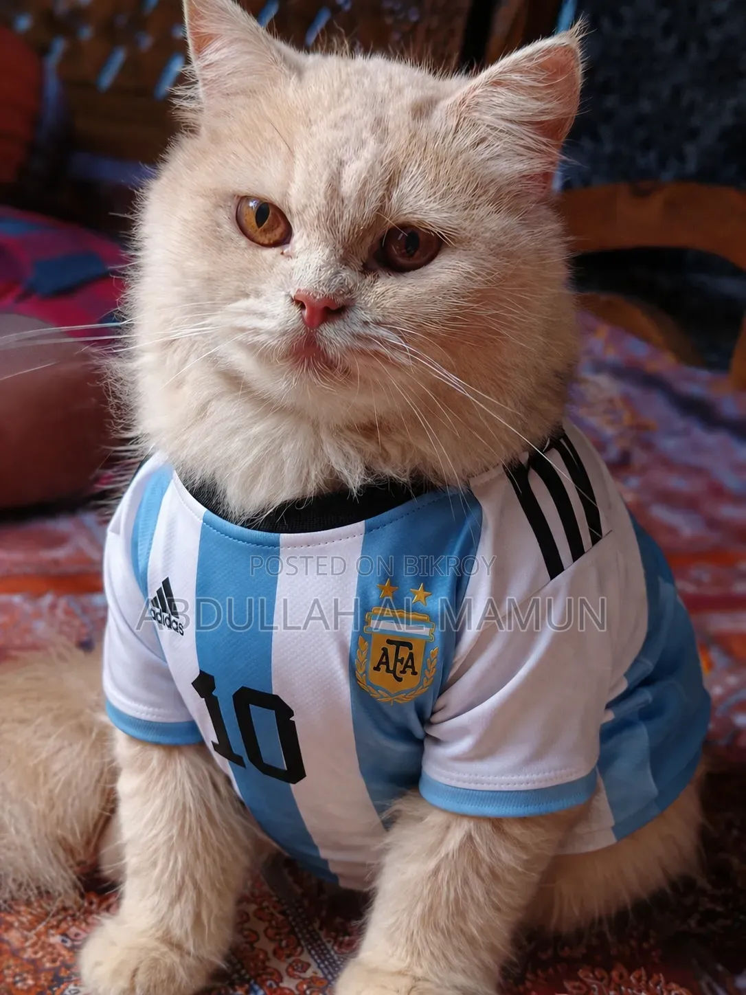 6-12 Months Female Purebred Persian