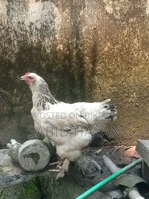 কলম্বিয়ান লাইট ব্রাহামা