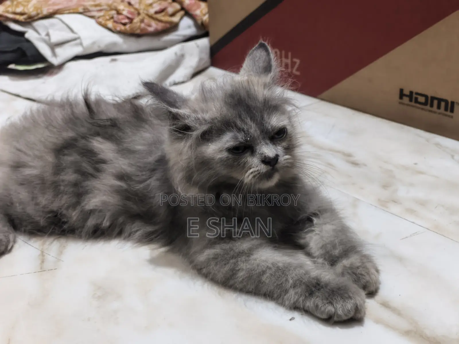 1-3 months Female Purebred Persian