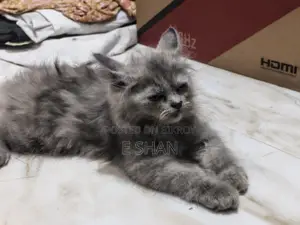 1-3 months Female Purebred Persian