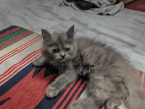 1-3 months Female Purebred Persian