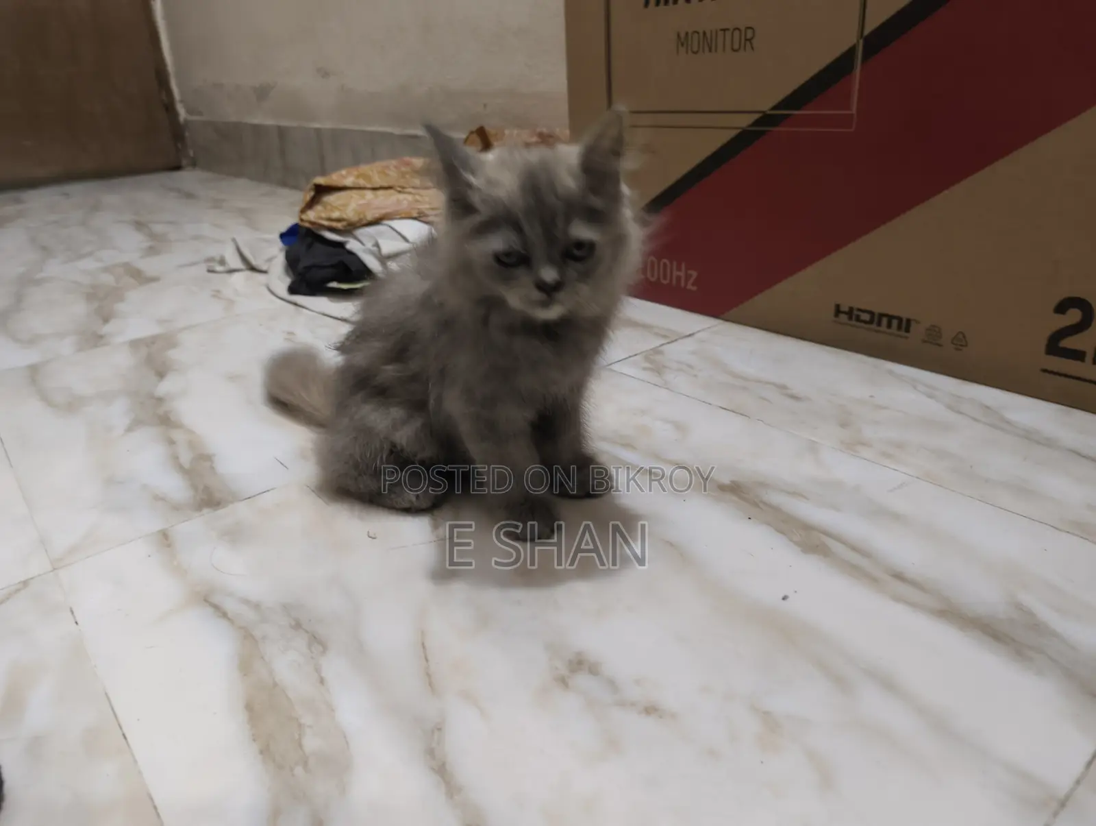1-3 months Female Purebred Persian