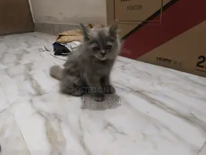 1-3 months Female Purebred Persian