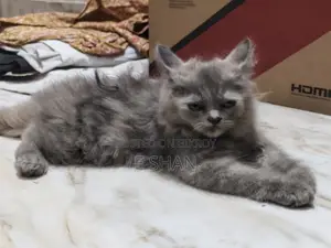 1-3 months Female Purebred Persian