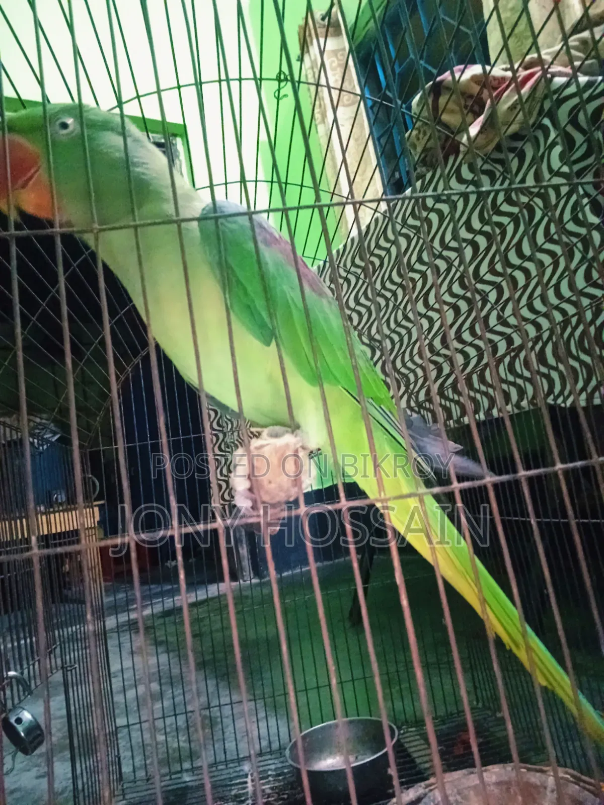 টিয়া পাখি 🐦