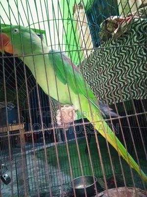 টিয়া পাখি 🐦