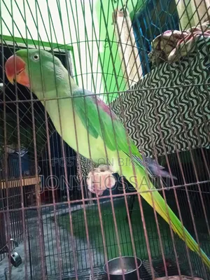 টিয়া পাখি 🐦