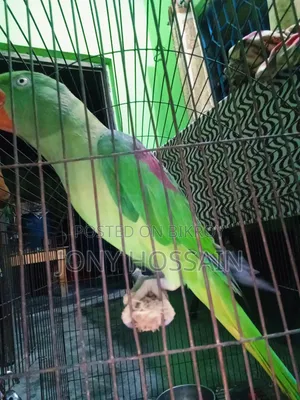 টিয়া পাখি 🐦
