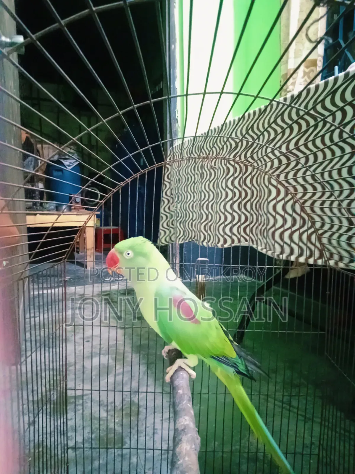 টিয়া পাখি 🐦