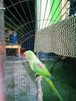 টিয়া পাখি 🐦