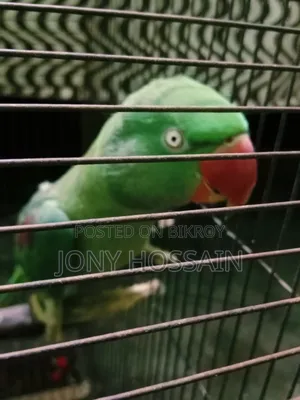 টিয়া পাখি 🐦
