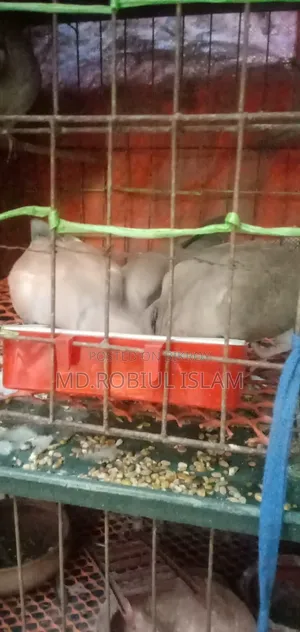 ঘুঘু পাখি সেল হবে