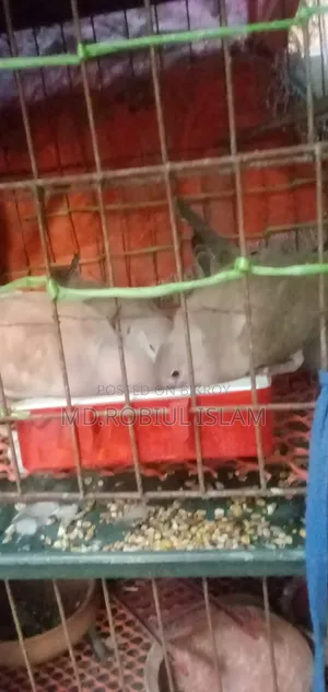ঘুঘু পাখি সেল হবে