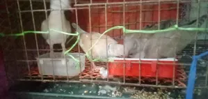ঘুঘু পাখি সেল হবে
