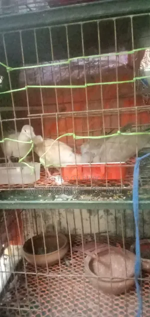ঘুঘু পাখি সেল হবে