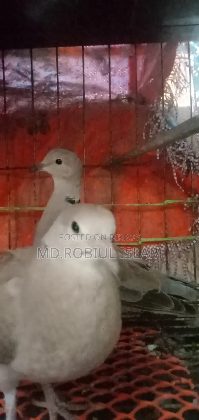 ঘুঘু পাখি সেল হবে