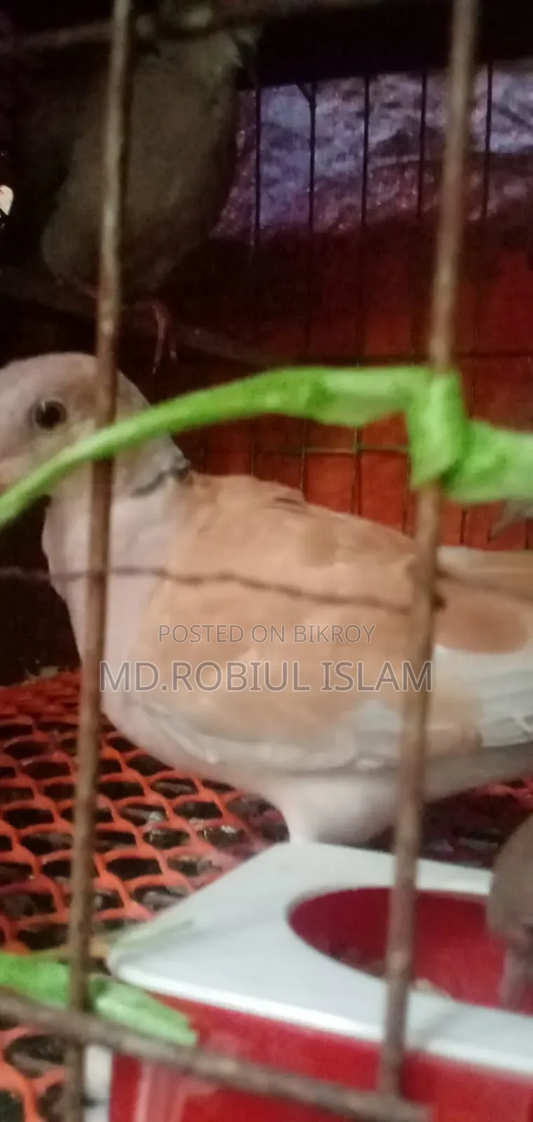 ঘুঘু পাখি সেল হবে