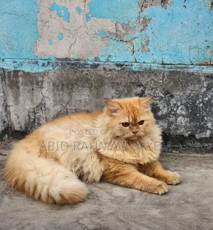 6-12 months Male Purebred Persian
