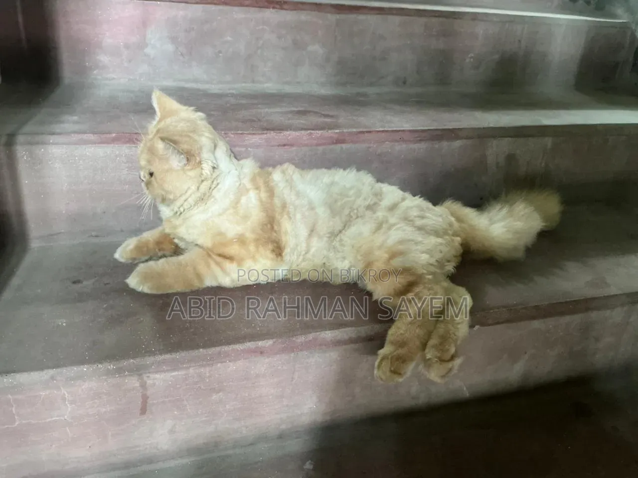 6-12 months Male Purebred Persian