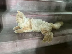 6-12 months Male Purebred Persian