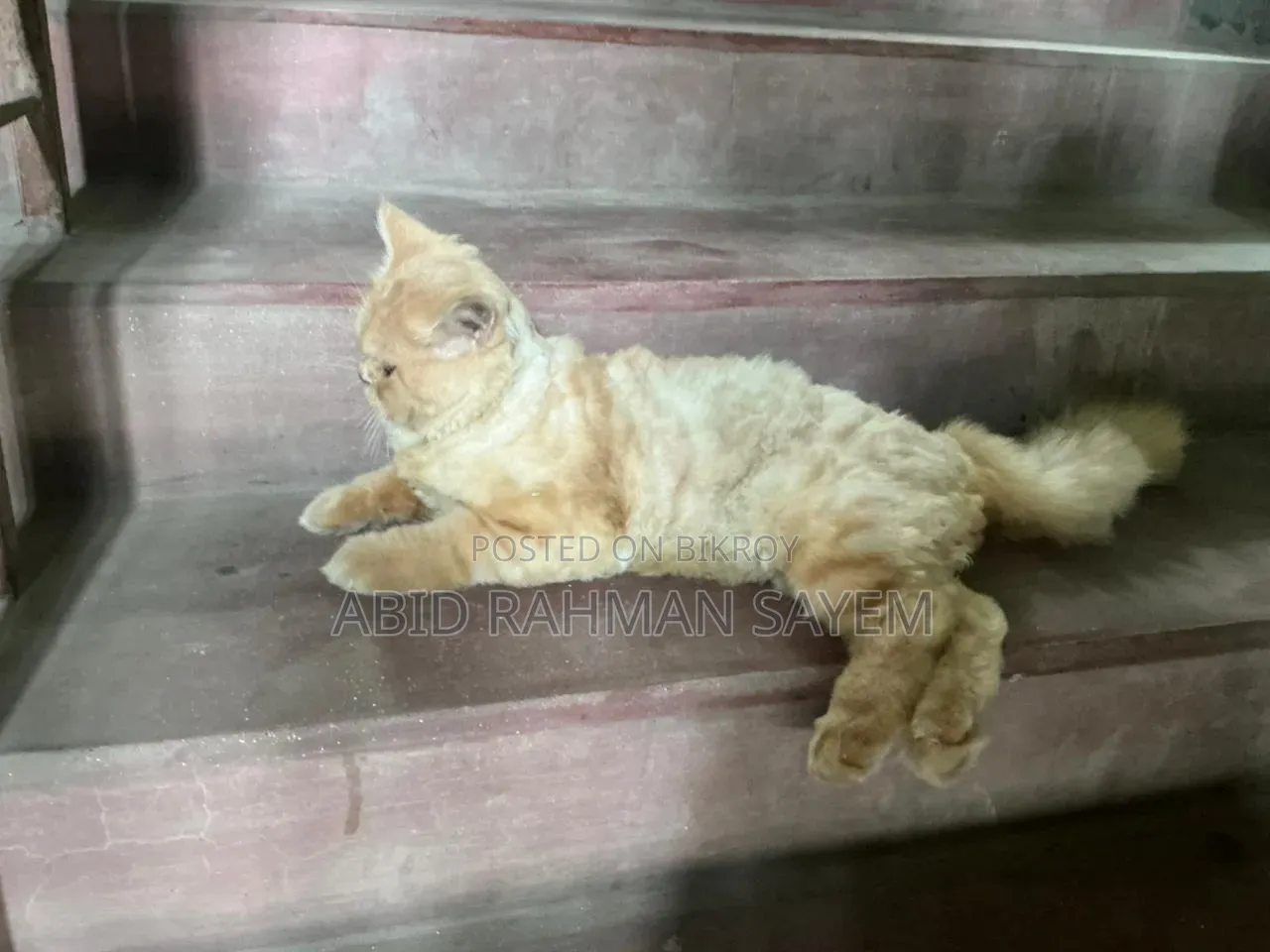 6-12 months Male Purebred Persian