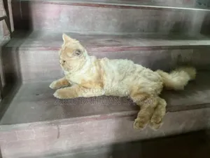 6-12 months Male Purebred Persian