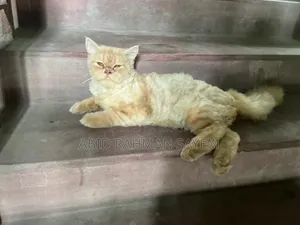 6-12 months Male Purebred Persian