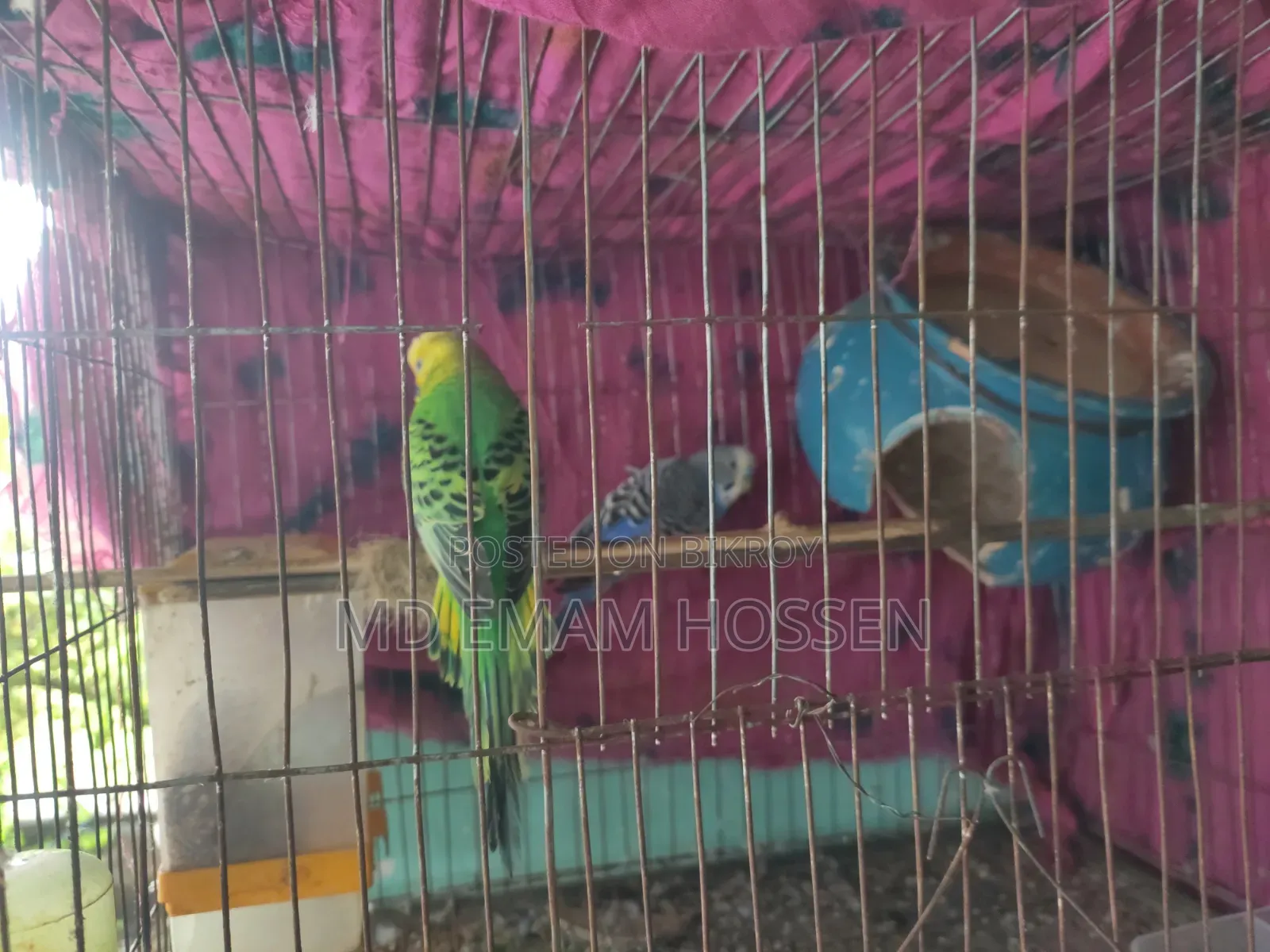 বাজরিগার পাখি