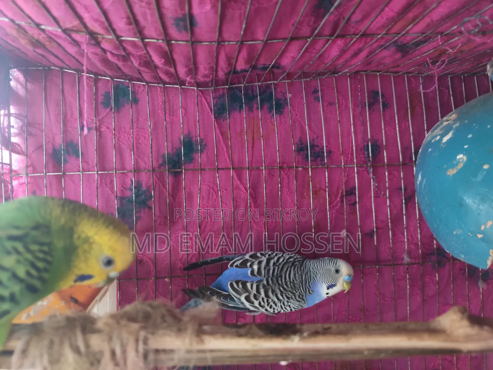 বাজরিগার পাখি