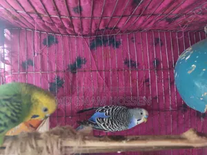 বাজরিগার পাখি