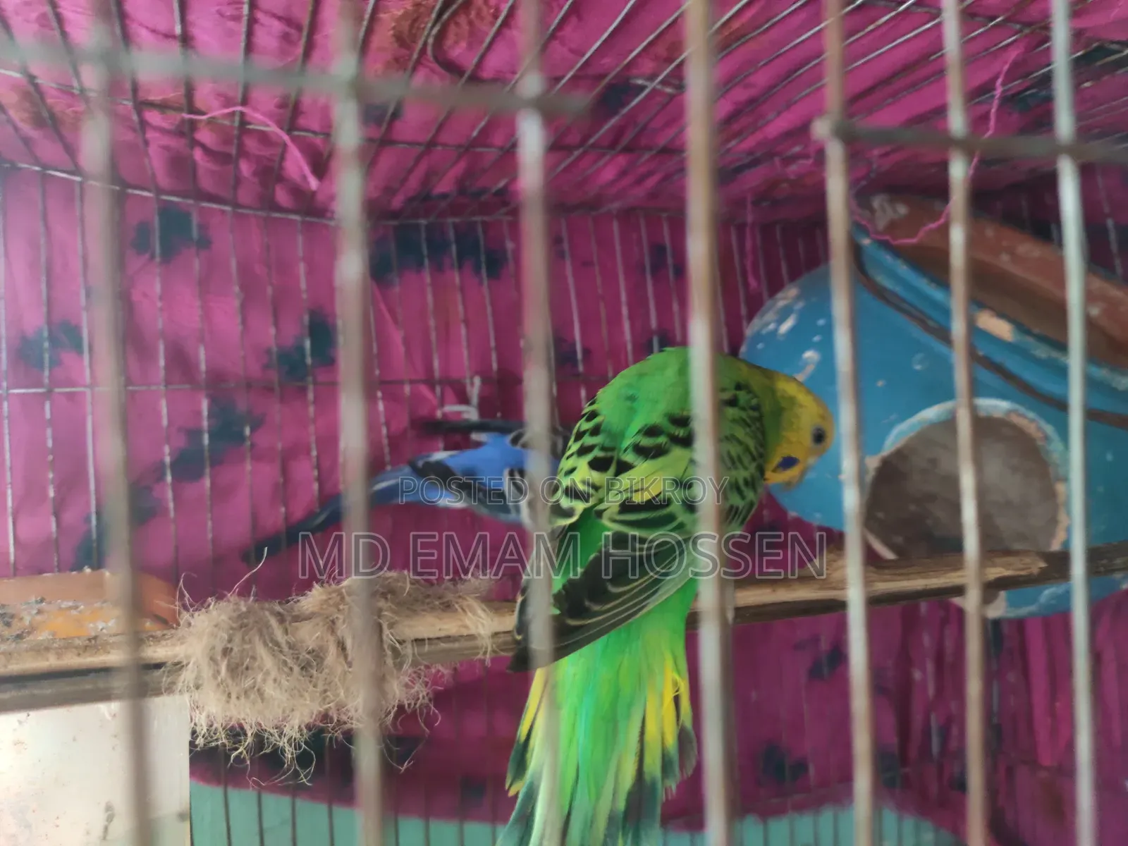 বাজরিগার পাখি