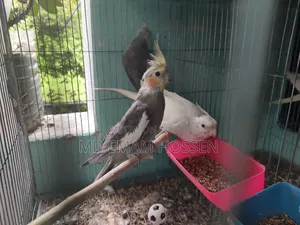 ককোটাইল পাখি