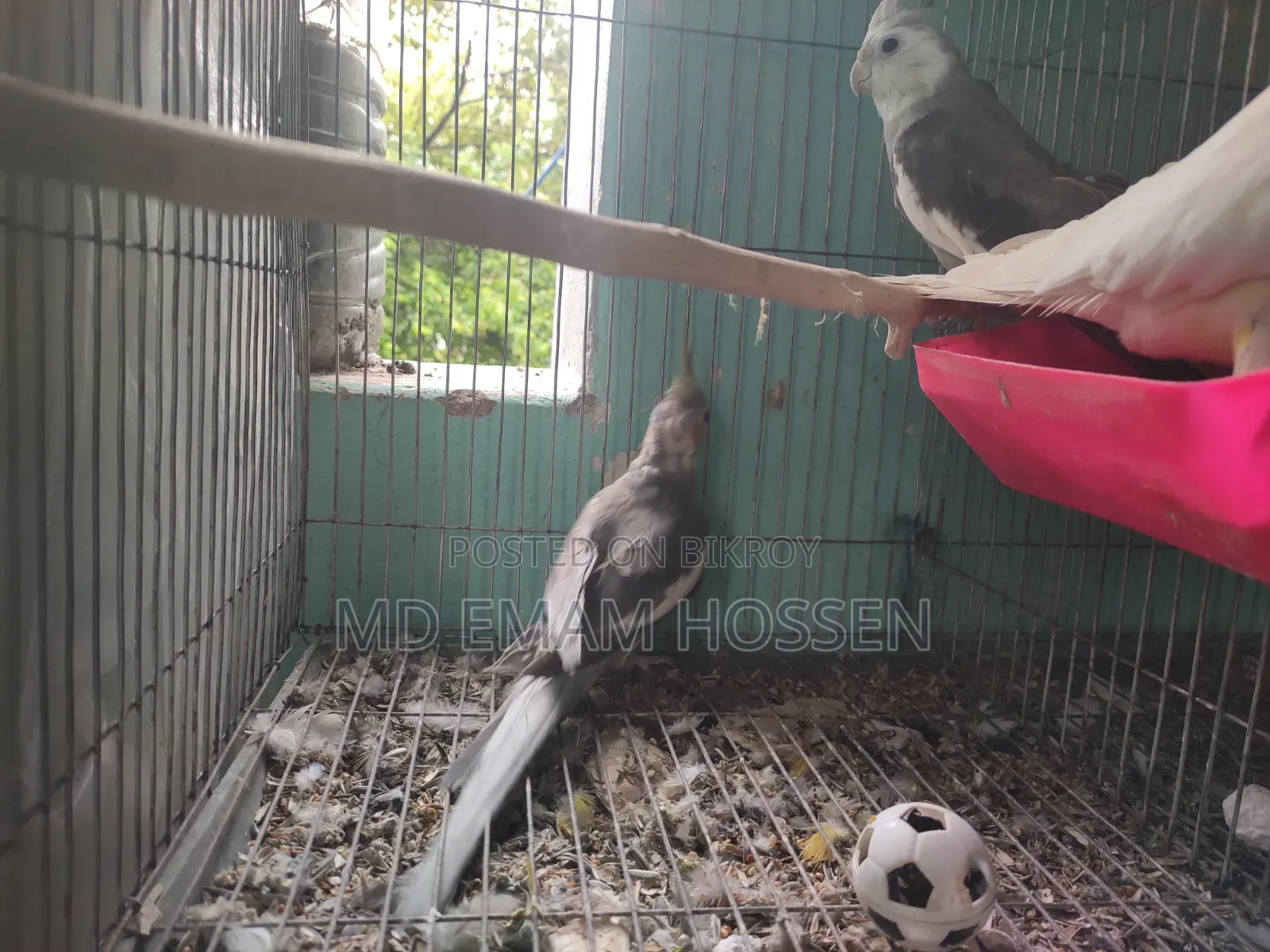 ককোটাইল পাখি