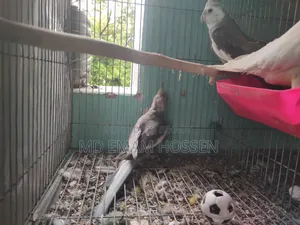 ককোটাইল পাখি