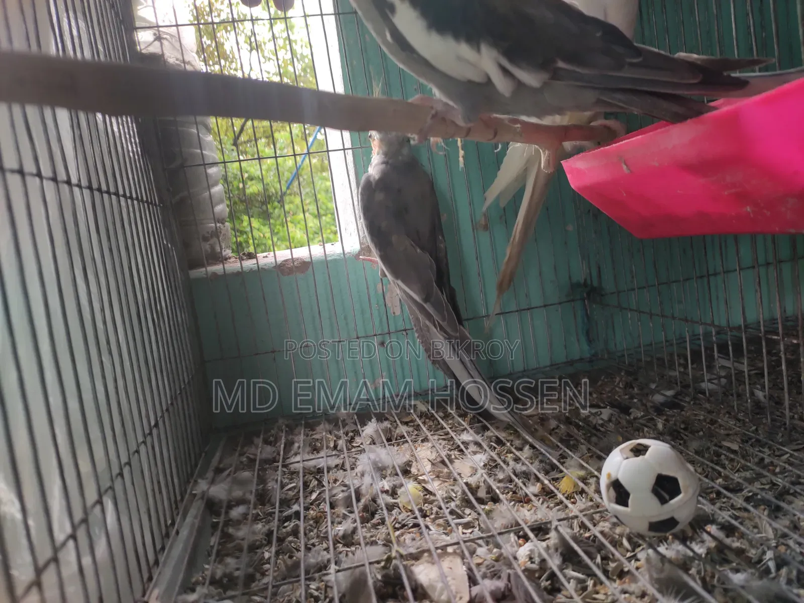 ককোটাইল পাখি