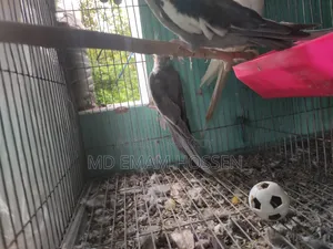 ককোটাইল পাখি