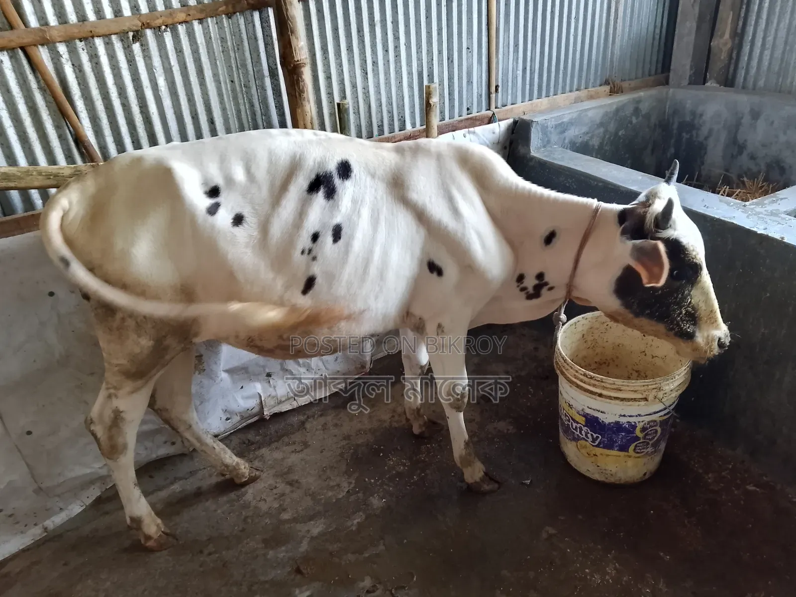 এটা বাড়ির পালিত গরু।  কেউ নিতে চাইলে ফোন দিবেন।  কেউ এসএমএস দিবেন ৷