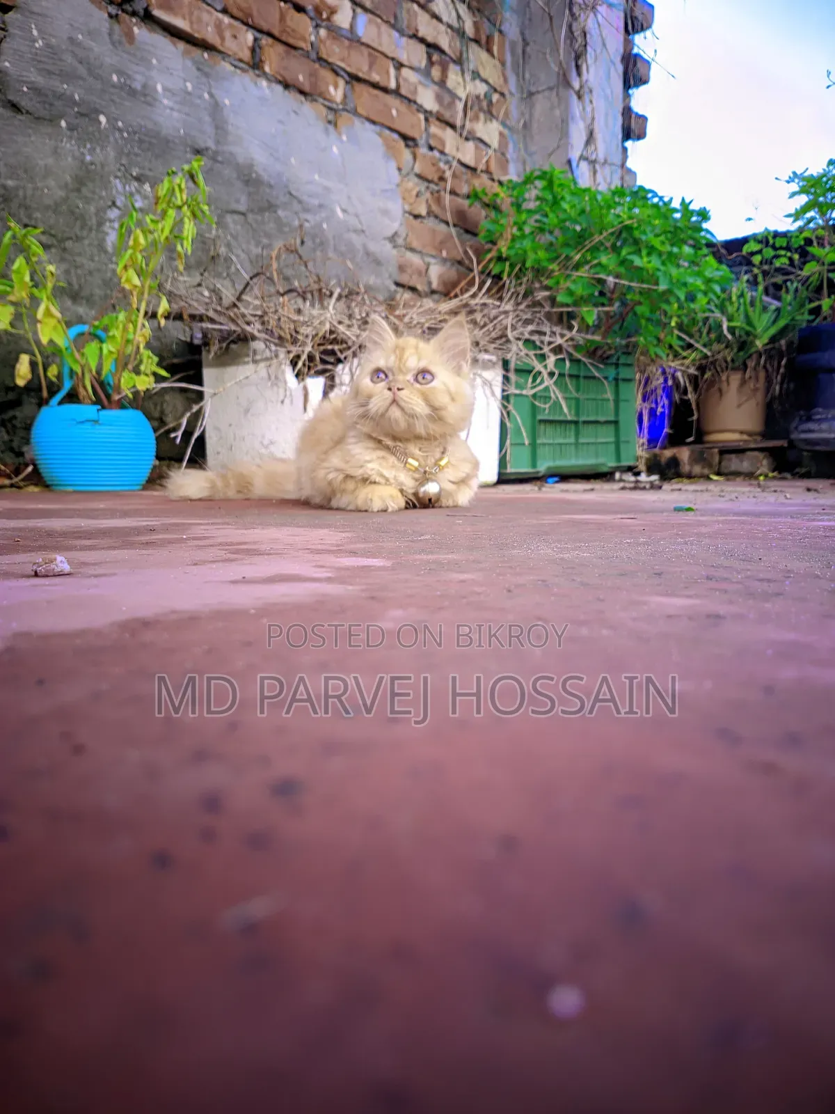 1-3 months Male Purebred Persian