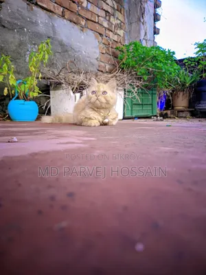 1-3 months Male Purebred Persian