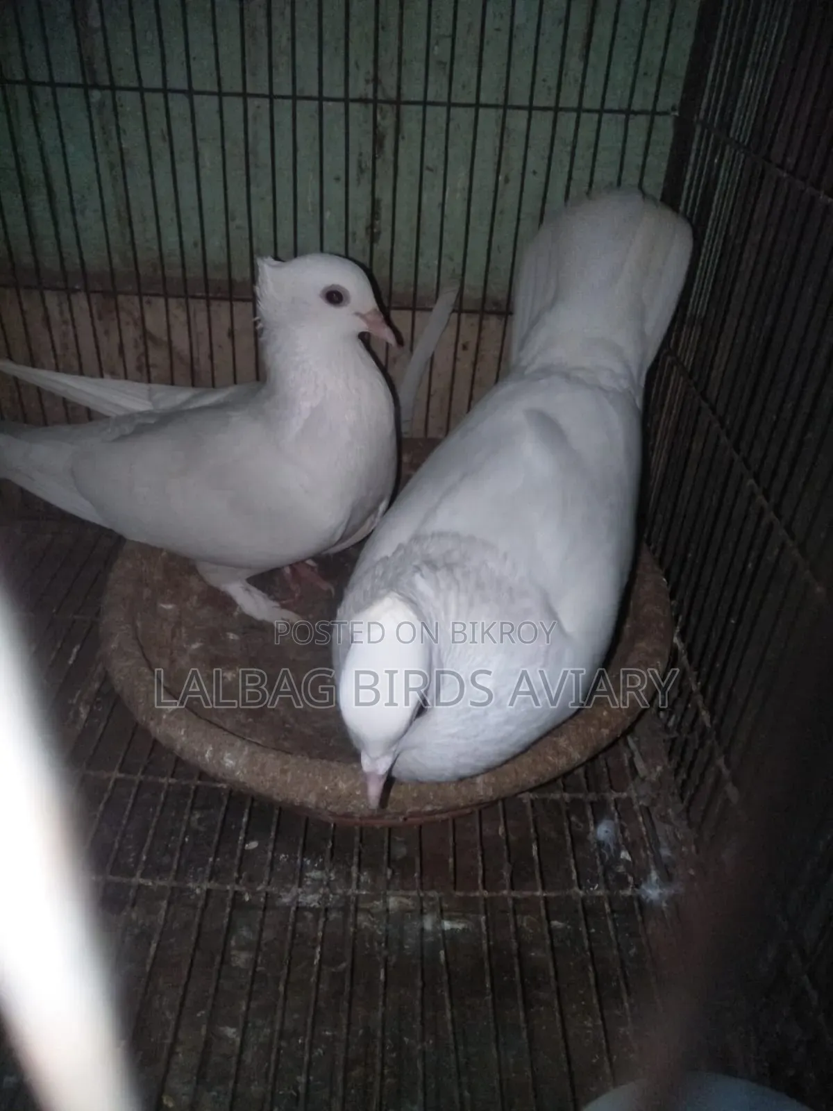 রানিঅং জোড়া সেল হবে।