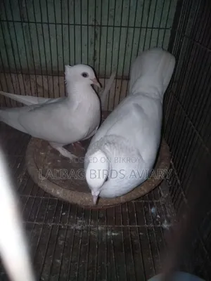 রানিঅং জোড়া সেল হবে।