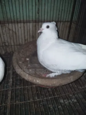 রানিঅং জোড়া সেল হবে।