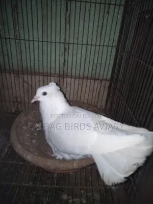 রানিঅং জোড়া সেল হবে।