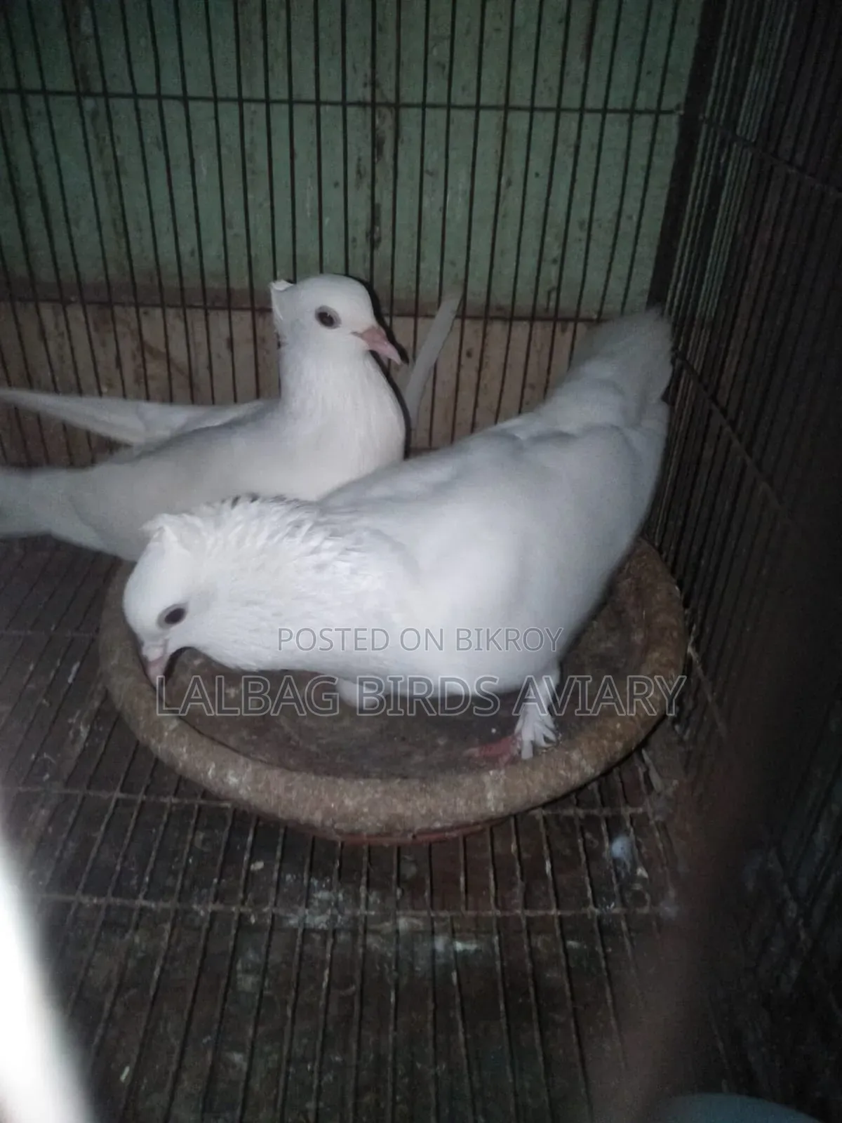 রানিঅং জোড়া সেল হবে।