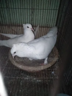 রানিঅং জোড়া সেল হবে।