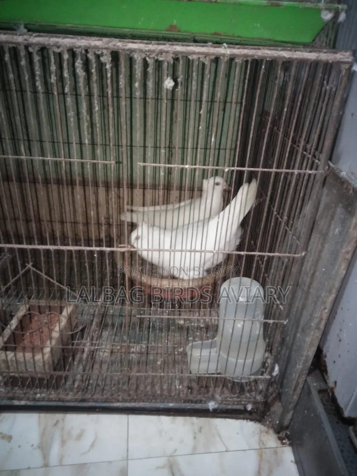 রানিঅং জোড়া সেল হবে।